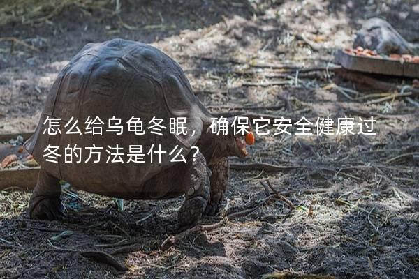 怎么给乌龟冬眠，确保它安全健康过冬的方法是什么？