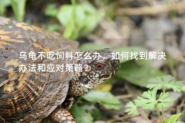 乌龟不吃饲料怎么办，如何找到解决办法和应对策略？