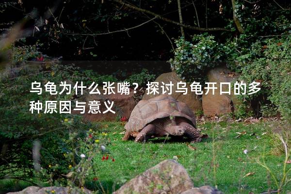 乌龟为什么张嘴？探讨乌龟开口的多种原因与意义
