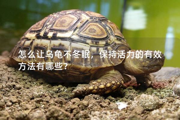 怎么让乌龟不冬眠，保持活力的有效方法有哪些？