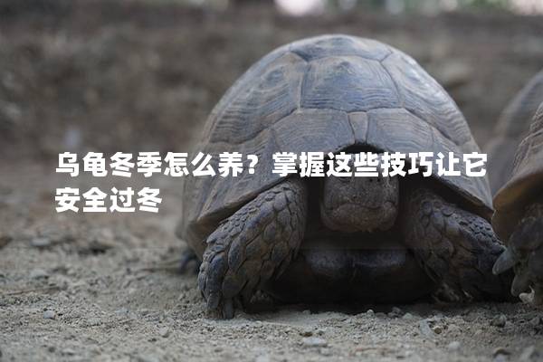 乌龟冬季怎么养？掌握这些技巧让它安全过冬
