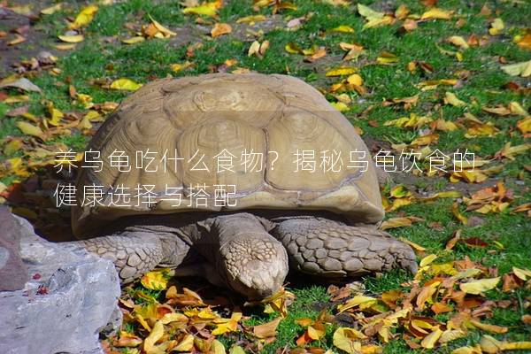 养乌龟吃什么食物？揭秘乌龟饮食的健康选择与搭配