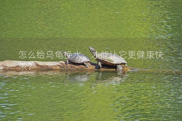 怎么给乌龟换水，才能让它更健康快乐？