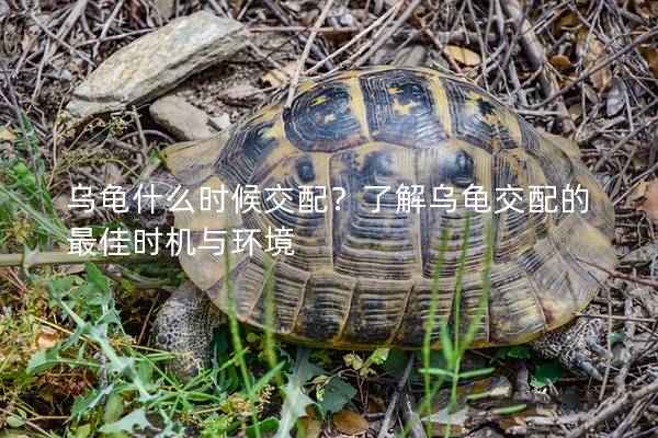 乌龟什么时候交配？了解乌龟交配的最佳时机与环境