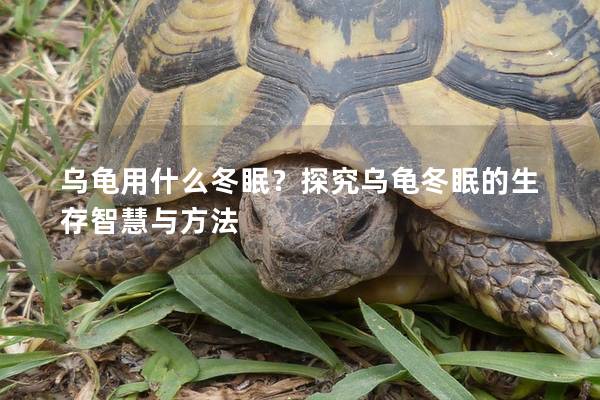 乌龟用什么冬眠？探究乌龟冬眠的生存智慧与方法