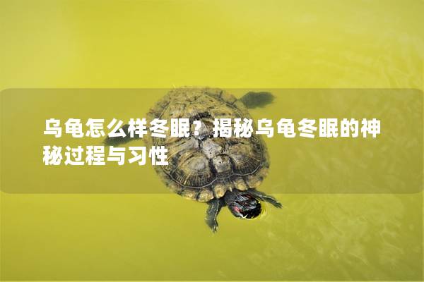乌龟怎么样冬眠？揭秘乌龟冬眠的神秘过程与习性