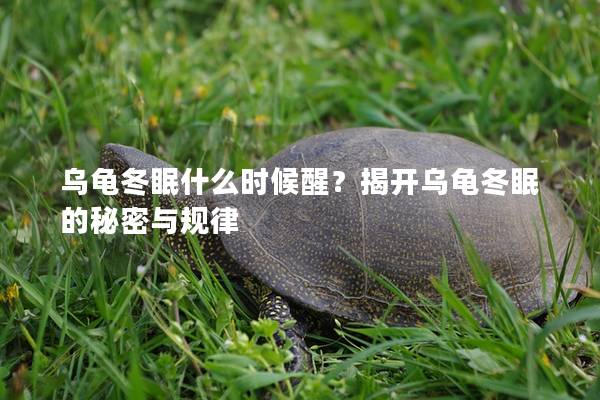 乌龟冬眠什么时候醒？揭开乌龟冬眠的秘密与规律
