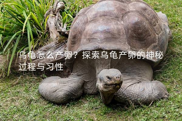 乌龟怎么产卵？探索乌龟产卵的神秘过程与习性