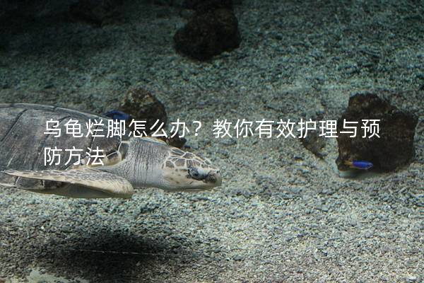 乌龟烂脚怎么办？教你有效护理与预防方法