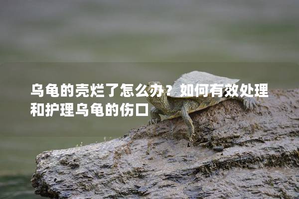 乌龟的壳烂了怎么办？如何有效处理和护理乌龟的伤口