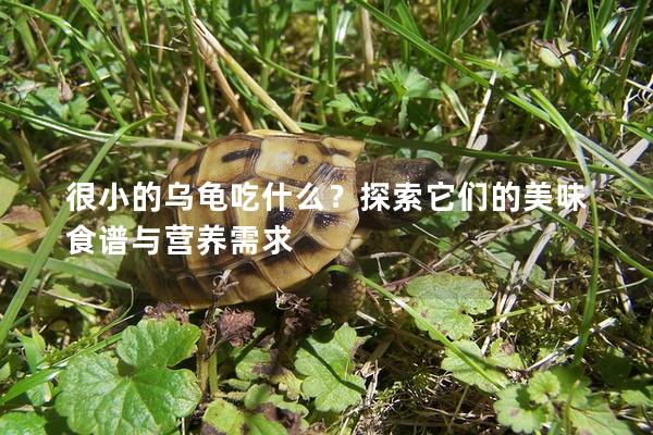 很小的乌龟吃什么？探索它们的美味食谱与营养需求
