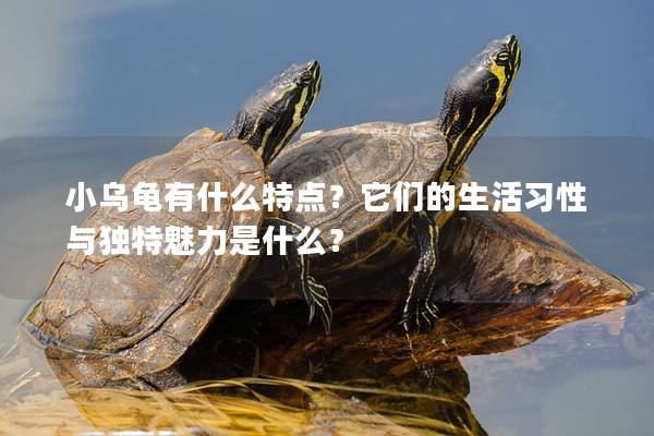 小乌龟有什么特点？它们的生活习性与独特魅力是什么？