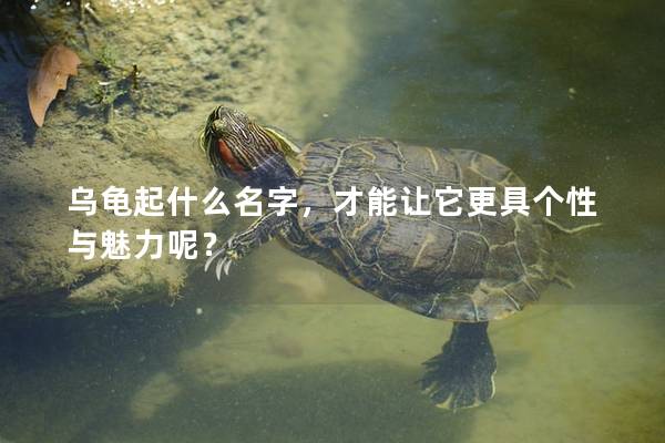乌龟起什么名字，才能让它更具个性与魅力呢？