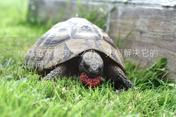 小乌龟不吃肉怎么办，如何解决它的饮食问题？