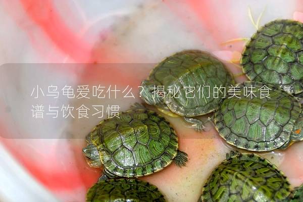 小乌龟爱吃什么？揭秘它们的美味食谱与饮食习惯