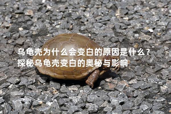 乌龟壳为什么会变白的原因是什么？探秘乌龟壳变白的奥秘与影响