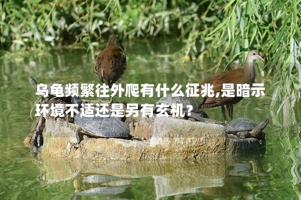 乌龟频繁往外爬有什么征兆,是暗示环境不适还是另有玄机？