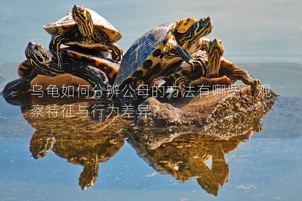 乌龟如何分辨公母的方法有哪些，观察特征与行为差异？