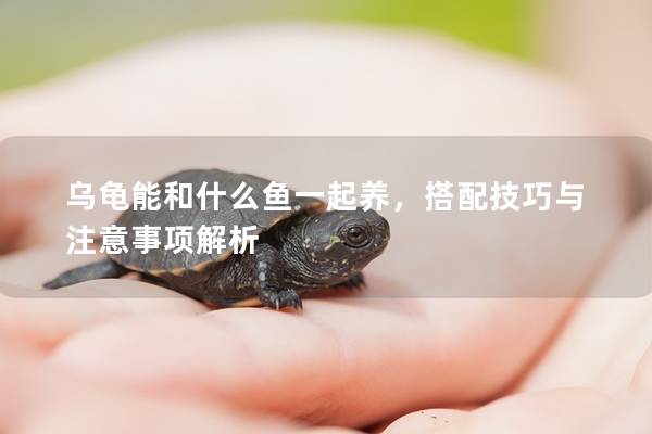 乌龟能和什么鱼一起养，搭配技巧与注意事项解析