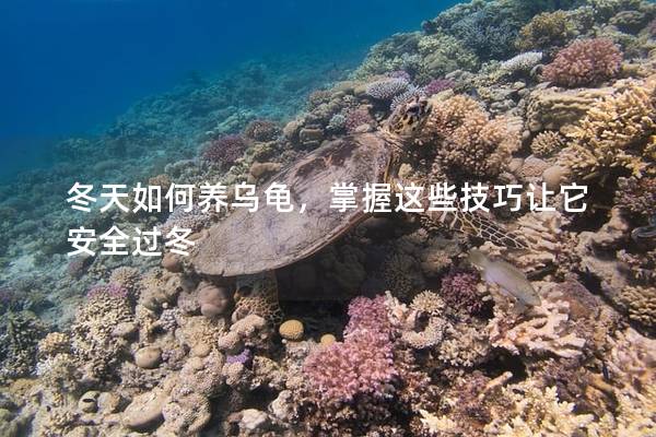 冬天如何养乌龟，掌握这些技巧让它安全过冬