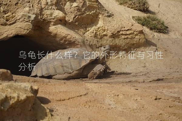 乌龟长什么样？它的外形特征与习性分析