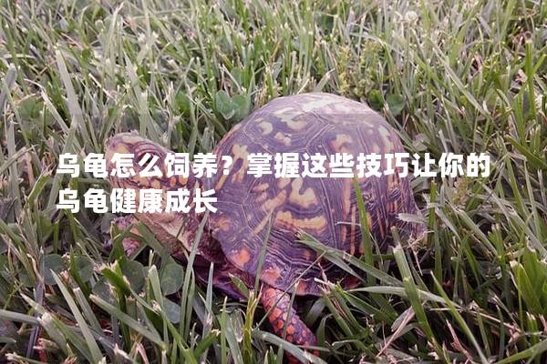 乌龟怎么饲养？掌握这些技巧让你的乌龟健康成长