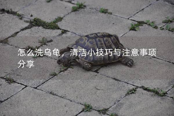 怎么洗乌龟，清洁小技巧与注意事项分享