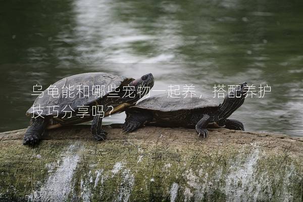 乌龟能和哪些宠物一起养，搭配养护技巧分享吗？