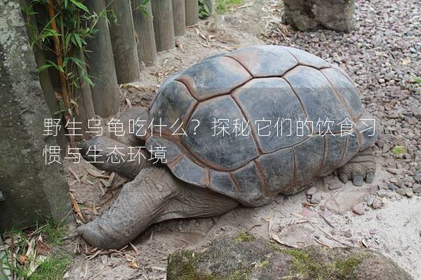 野生乌龟吃什么？探秘它们的饮食习惯与生态环境