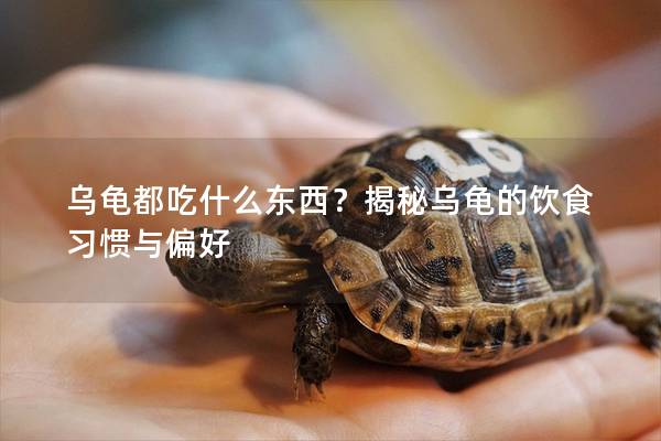 乌龟都吃什么东西？揭秘乌龟的饮食习惯与偏好