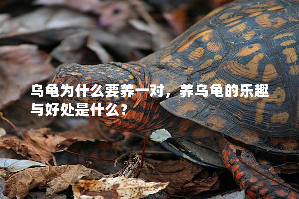乌龟为什么要养一对，养乌龟的乐趣与好处是什么？
