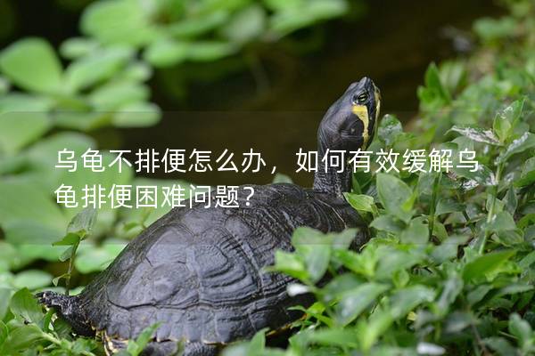 乌龟不排便怎么办，如何有效缓解乌龟排便困难问题？