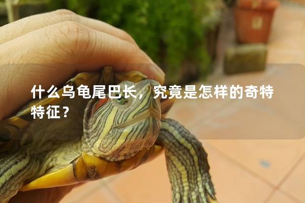 什么乌龟尾巴长，究竟是怎样的奇特特征？