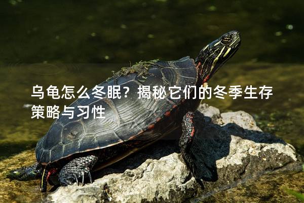 乌龟怎么冬眠？揭秘它们的冬季生存策略与习性