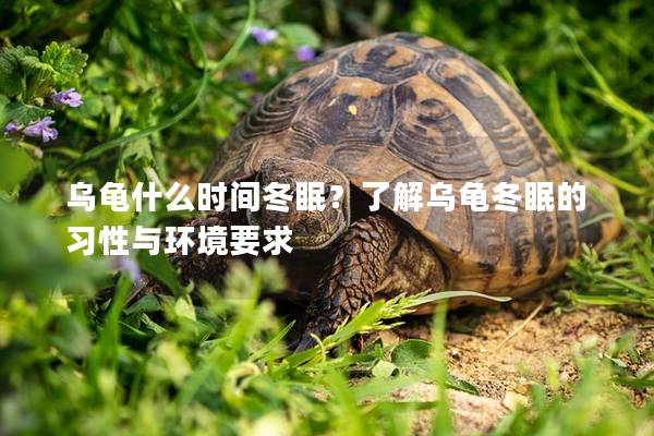 乌龟什么时间冬眠？了解乌龟冬眠的习性与环境要求