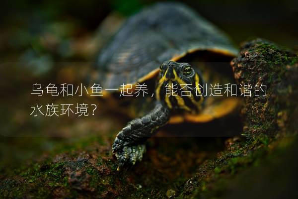 乌龟和小鱼一起养，能否创造和谐的水族环境？
