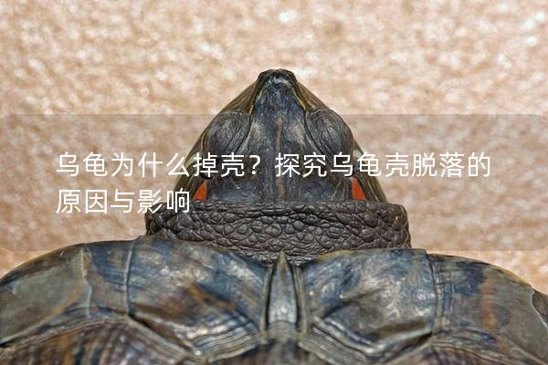 乌龟为什么掉壳？探究乌龟壳脱落的原因与影响