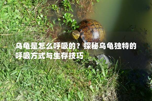 乌龟是怎么呼吸的？探秘乌龟独特的呼吸方式与生存技巧