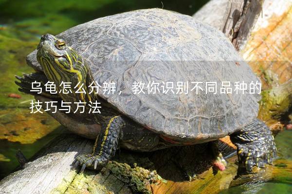 乌龟怎么分辨，教你识别不同品种的技巧与方法