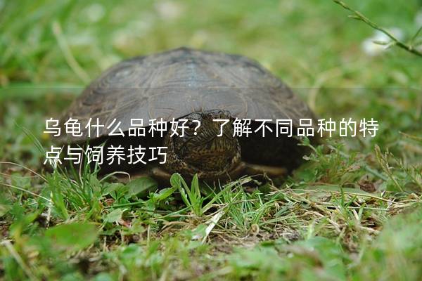 乌龟什么品种好？了解不同品种的特点与饲养技巧