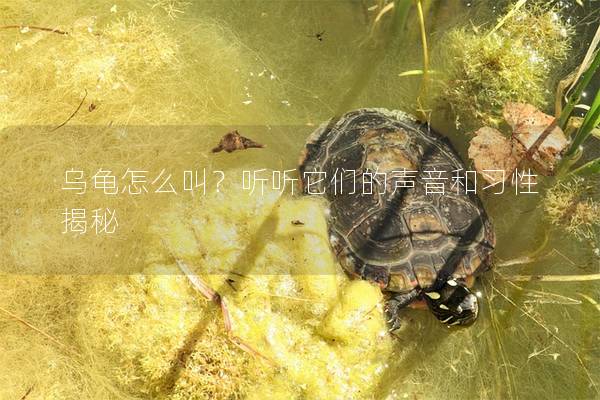 乌龟怎么叫？听听它们的声音和习性揭秘
