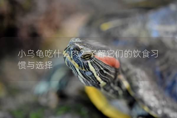 小乌龟吃什么肉？了解它们的饮食习惯与选择