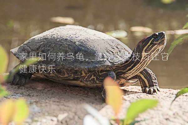 家里如何养乌龟，掌握这些技巧让它健康快乐