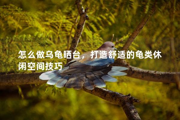 怎么做乌龟晒台，打造舒适的龟类休闲空间技巧