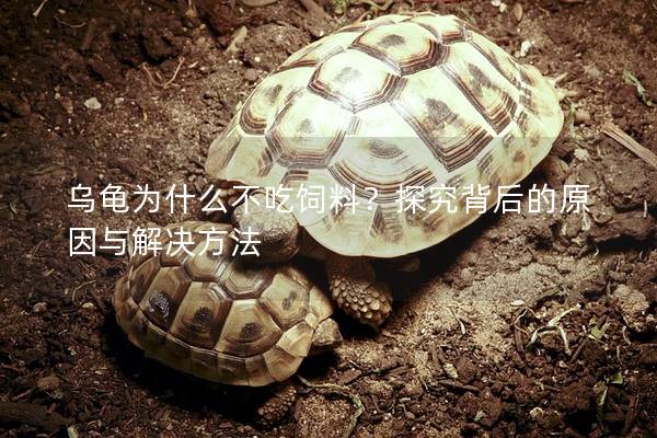 乌龟为什么不吃饲料？探究背后的原因与解决方法