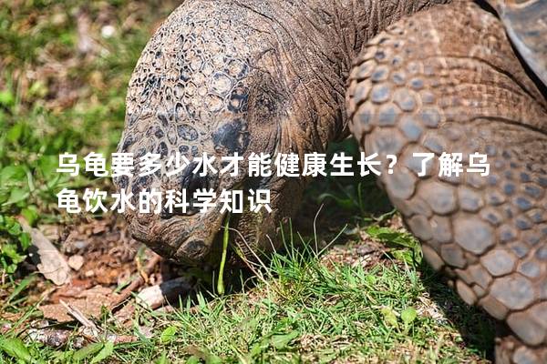 乌龟要多少水才能健康生长？了解乌龟饮水的科学知识