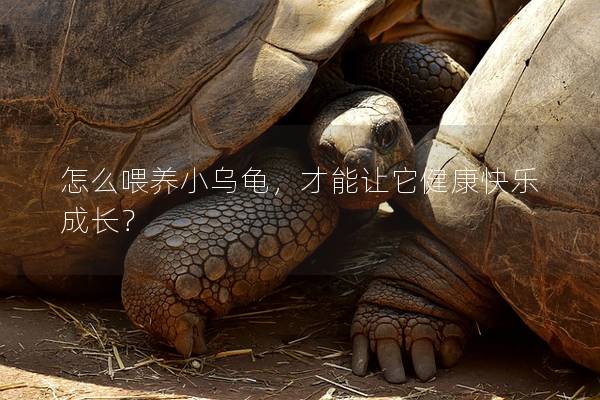 怎么喂养小乌龟，才能让它健康快乐成长？