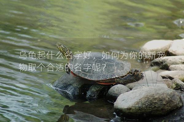 乌龟起什么名字好，如何为你的新宠物取个合适的名字呢？