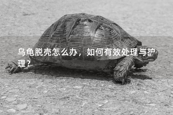 乌龟脱壳怎么办，如何有效处理与护理？