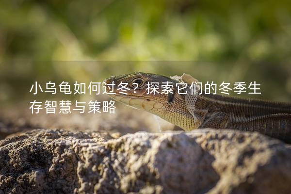 小乌龟如何过冬？探索它们的冬季生存智慧与策略